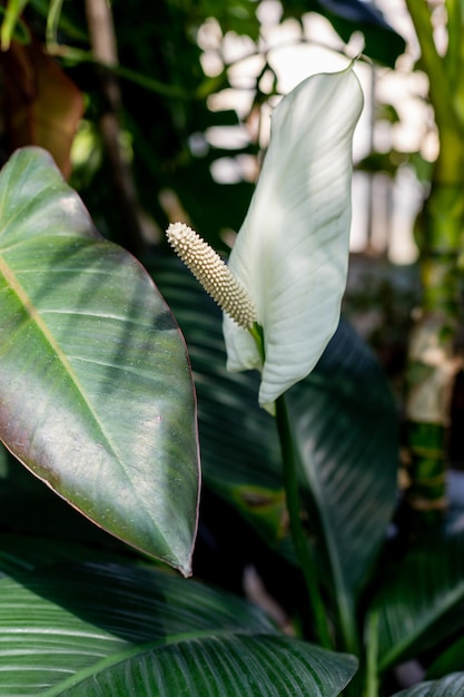 白い花のスパティフィラム美しい花と庭の緑の葉のクローズ アップ白い花を持つ緑の植物の自然な背景