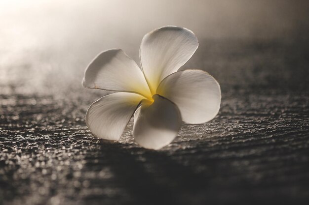 Foto close-up di un fiore bianco sul tavolo