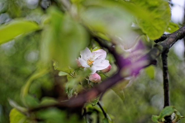 close-up of white flower on tree