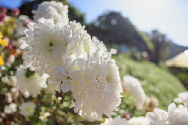 Close-up White flower with sunshine in winter