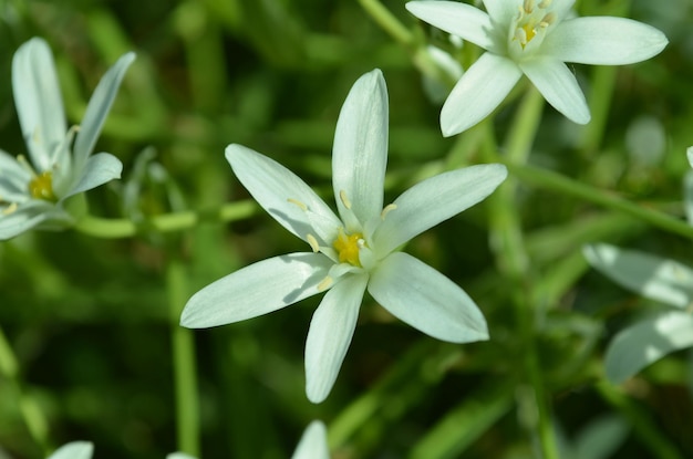 A close up of a white flower with a yellow center