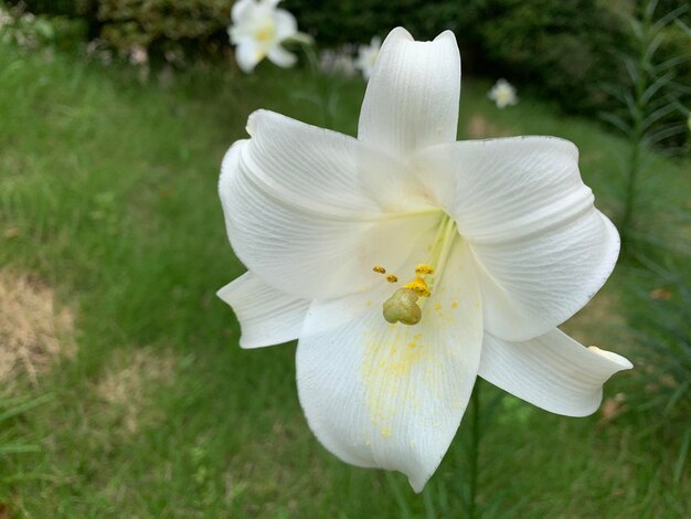 Foto prossimo piano di un fiore bianco.