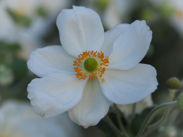 Foto prossimo piano di un fiore bianco