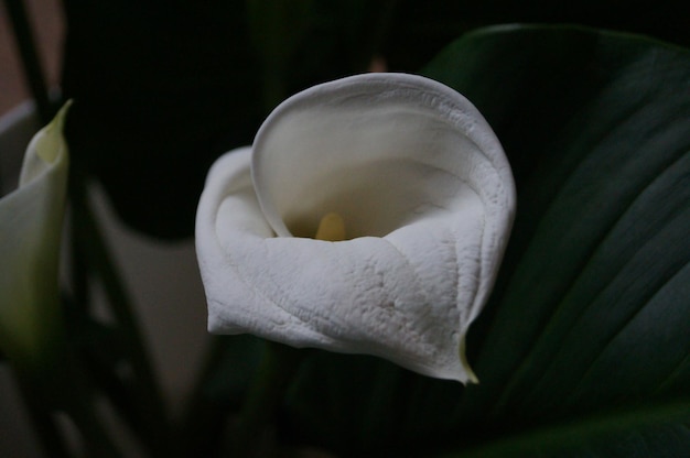 Photo close-up of white flower