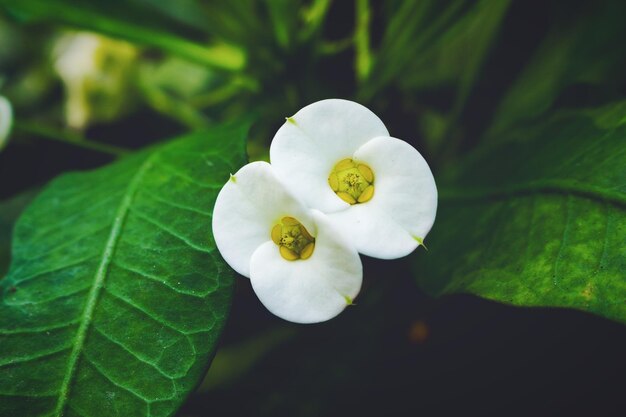 Close-up of white flower