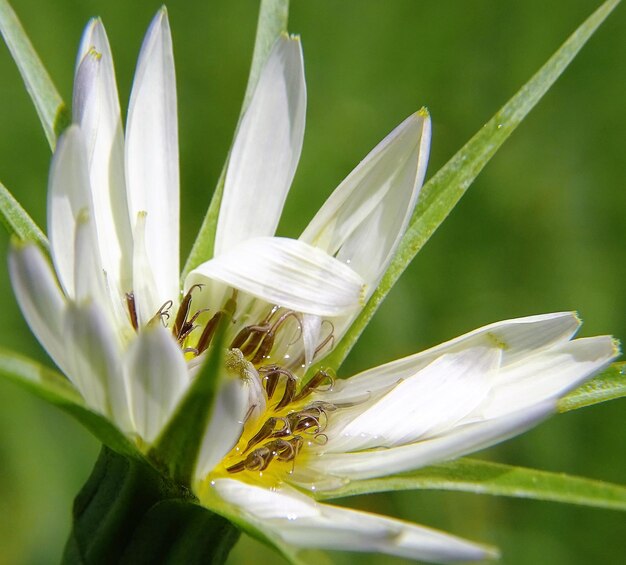 Close-up of white flower