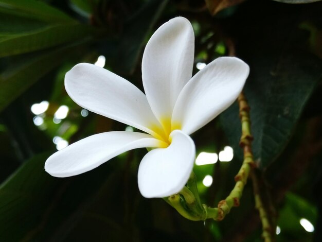 Foto prossimo piano di un fiore bianco