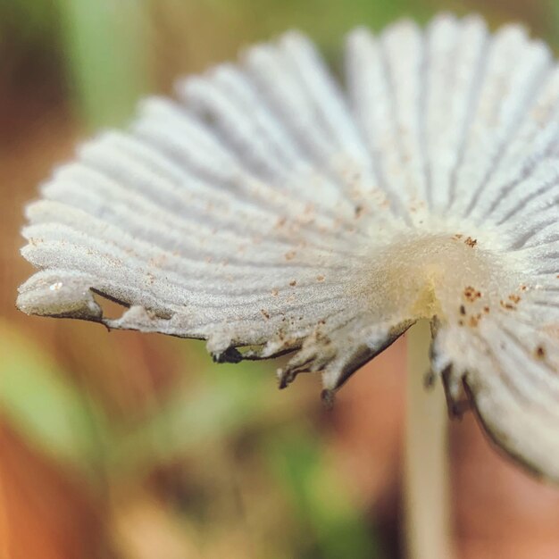 Close-up of white flower