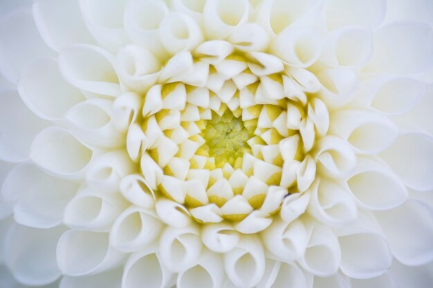 Photo close-up of white flower