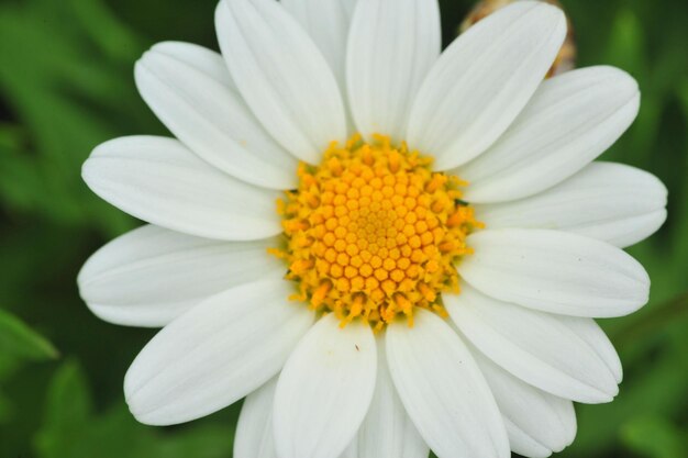 Close-up of white flower