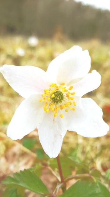 Photo close-up of white flower