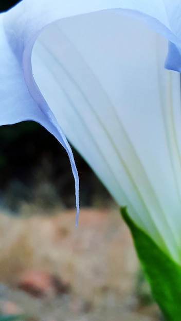 Foto prossimo piano di un fiore bianco