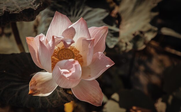 Photo close-up of white flower