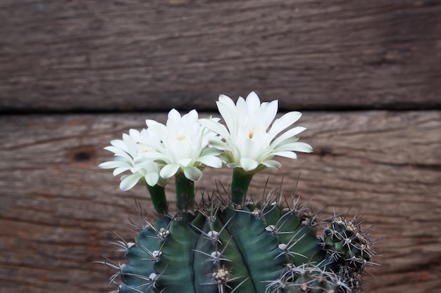 Photo close-up of white flower