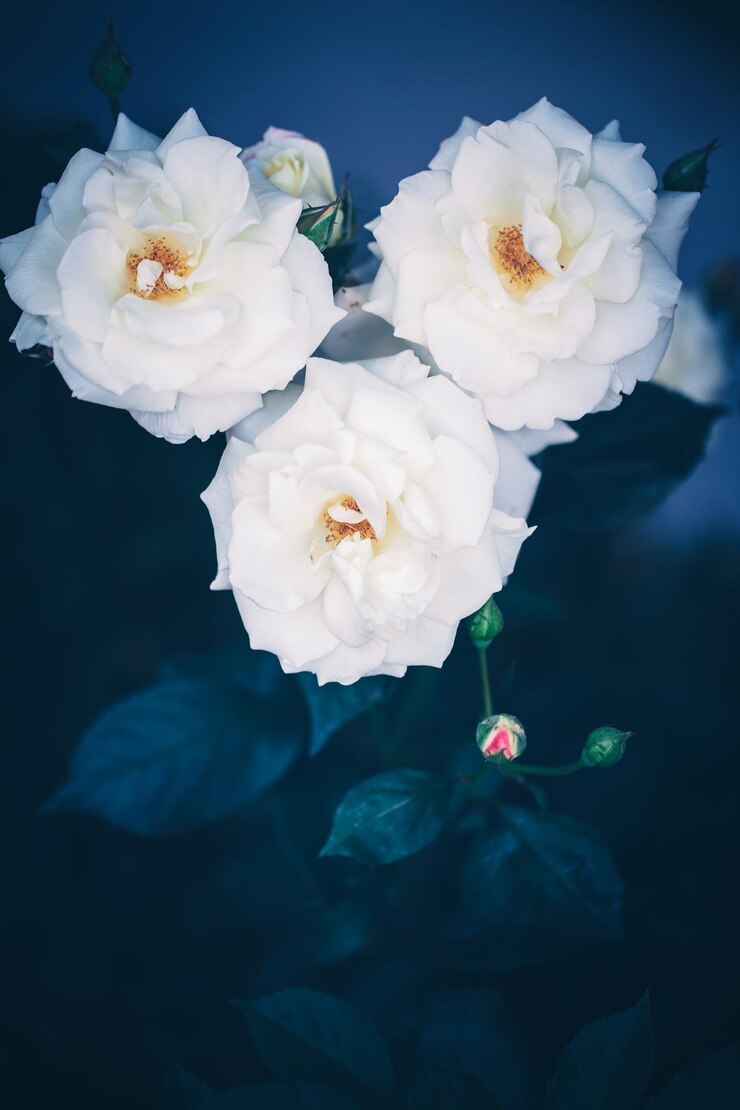 Photo 白い花のクローズアップ