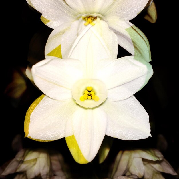 Foto close-up di un fiore bianco