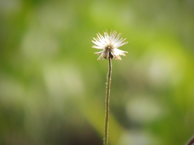 close-up of white flower