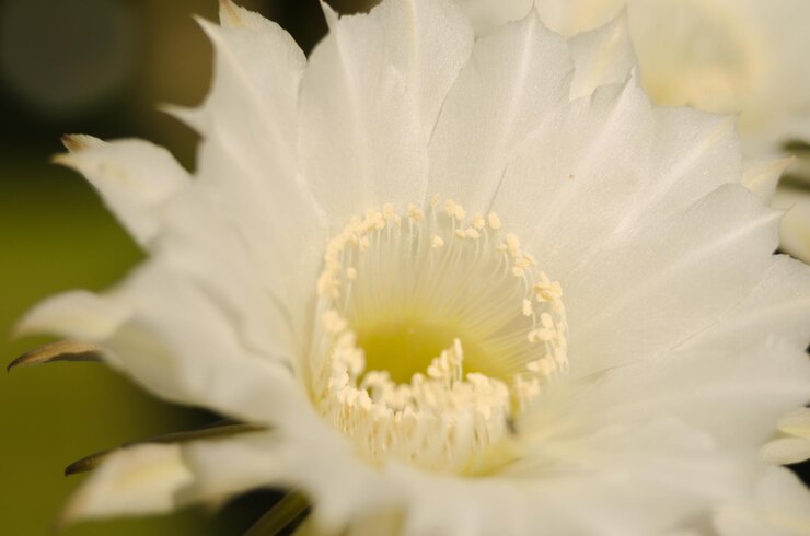 Photo 白い花のクローズアップ