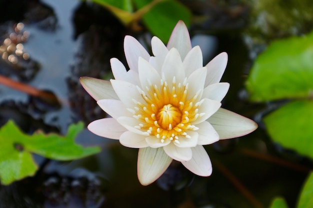 Close-up of white flower