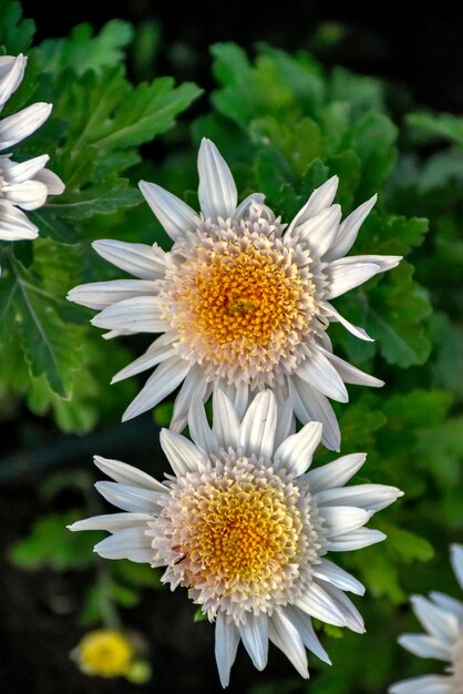 Photo close-up of white flower