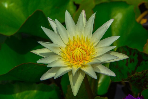 Foto prossimo piano di un fiore bianco