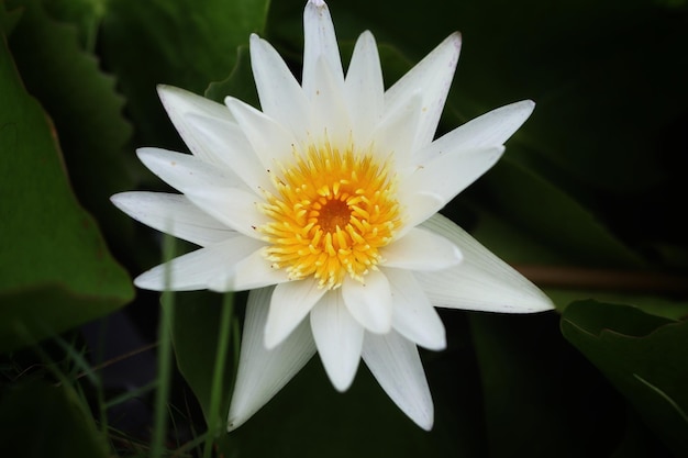 Close-up of white flower