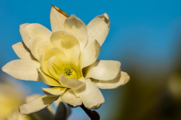 Close-up of white flower