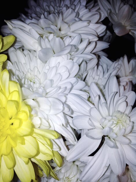 Photo close-up of white flower