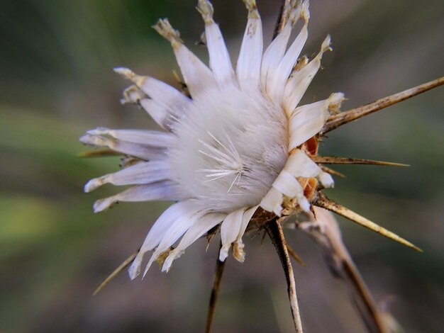 Foto prossimo piano di un fiore bianco