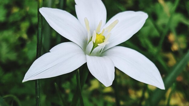 Close-up of white flower