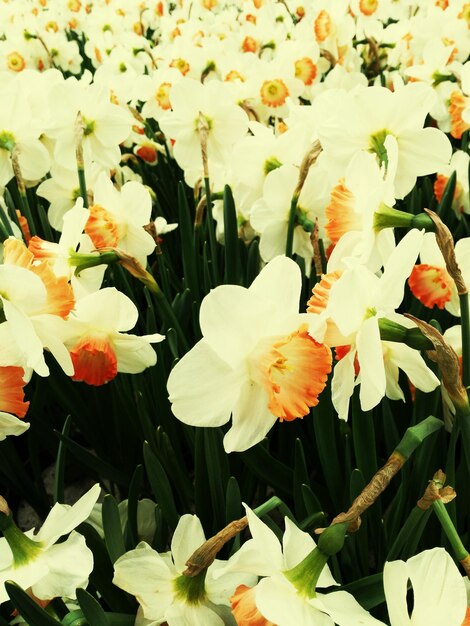 Close-up of white flower