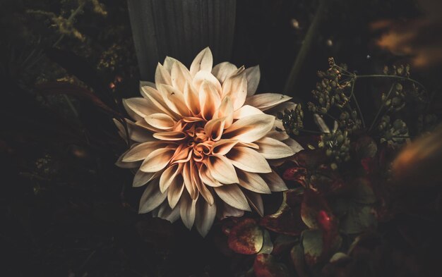 Photo close-up of white flower