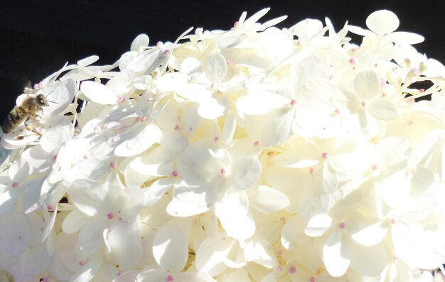 Foto prossimo piano di un fiore bianco