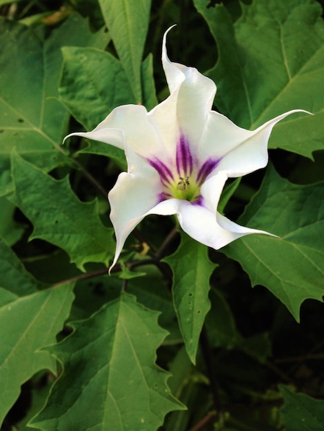 Close-up of white flower