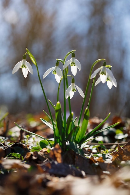 Photo close-up of white flower