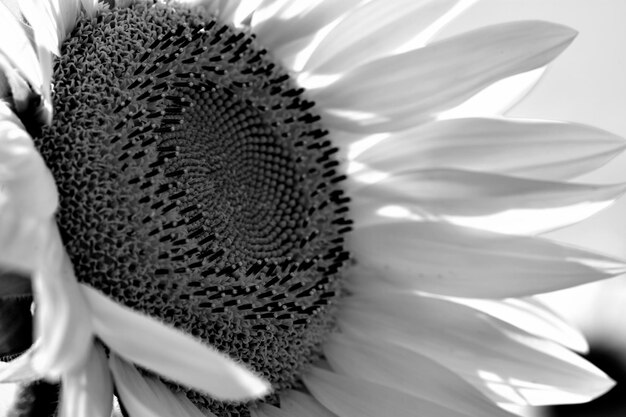 Foto close-up di un fiore bianco