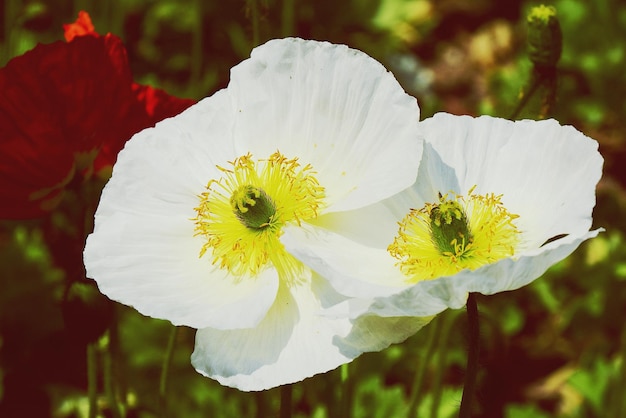 Close-up of white flower