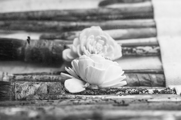 Foto prossimo piano di un fiore bianco