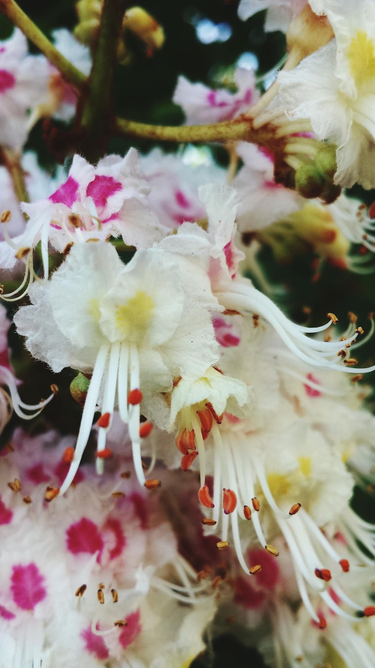 Photo 白い花のクローズアップ