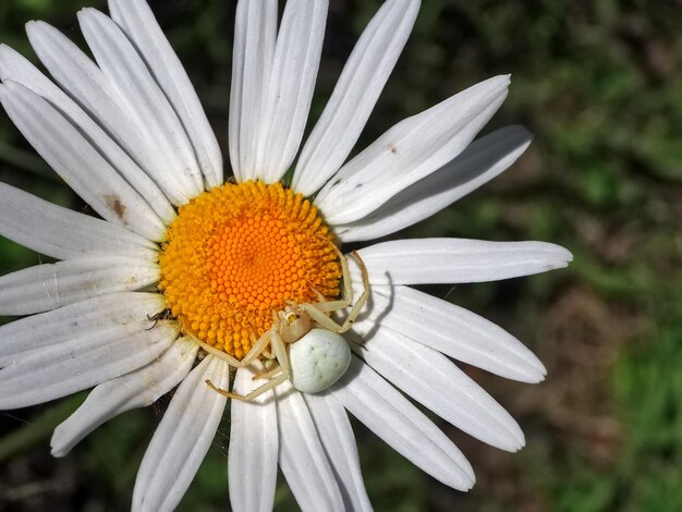 Close-up of white flower