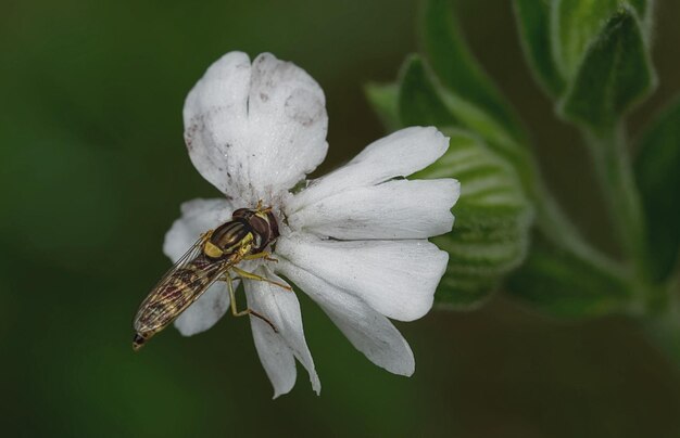 Foto prossimo piano di un fiore bianco