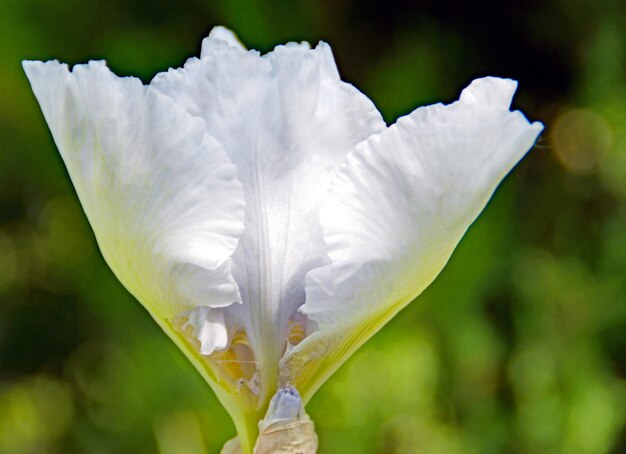 Close-up of white flower