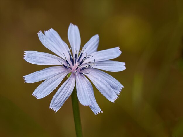 Photo close-up of white flower