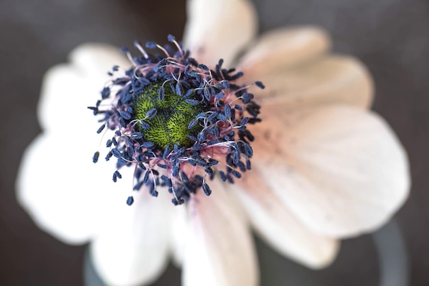 Foto prossimo piano di un fiore bianco