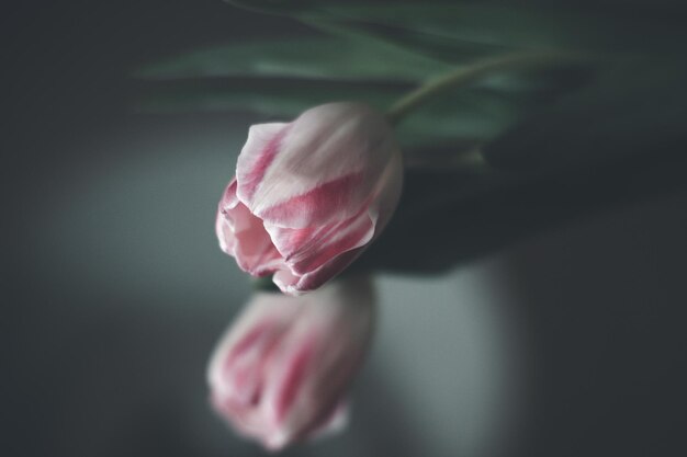 Photo close-up of white flower