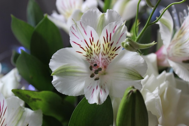 Foto close-up di un fiore bianco