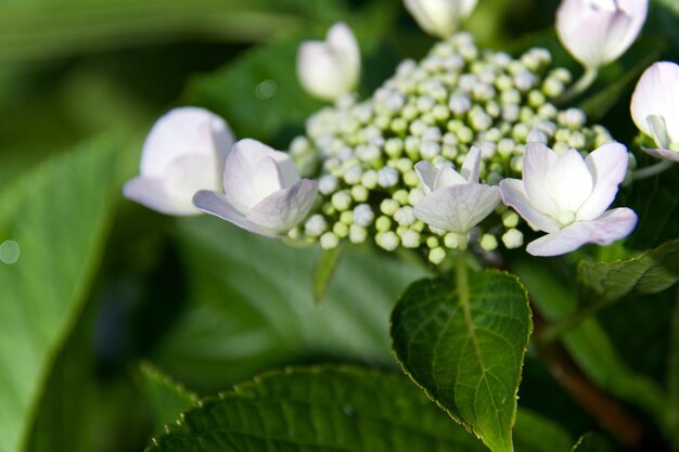 Foto close-up di un fiore bianco