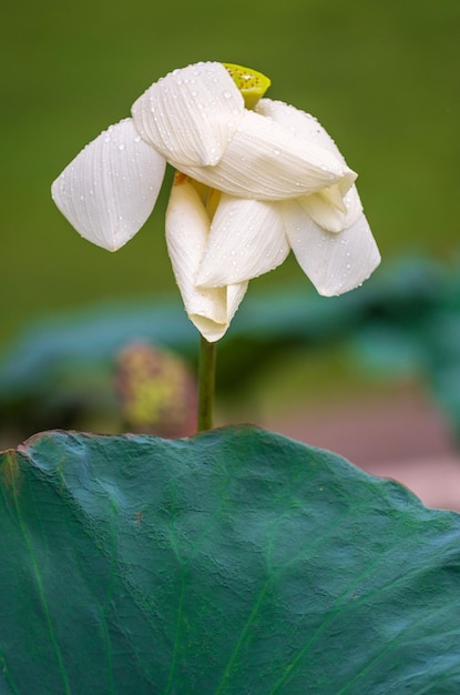 Photo close-up of white flower