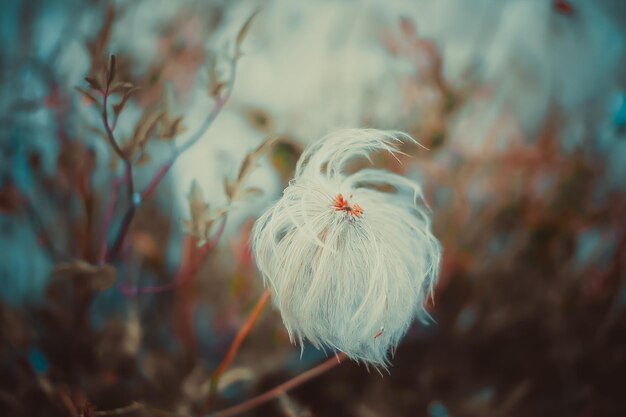 Photo close-up of white flower