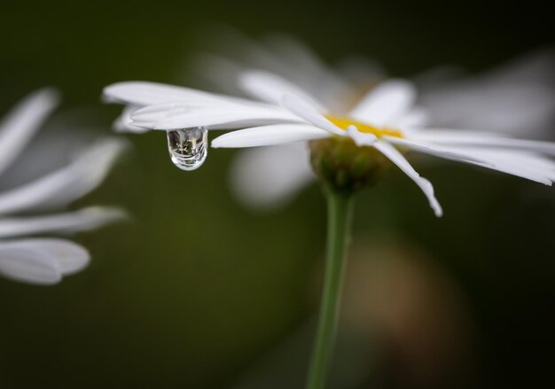 Photo close-up of white flower